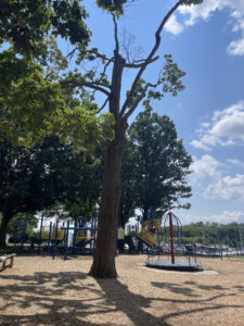 Tree Tydings
